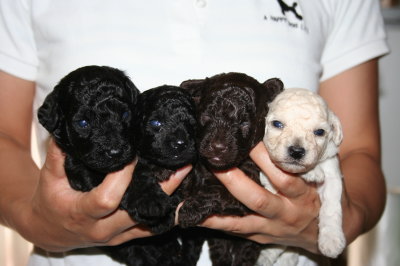 トイプードル子犬、ブラックオスメスブラウンオスホワイトメス、生後3週間画像