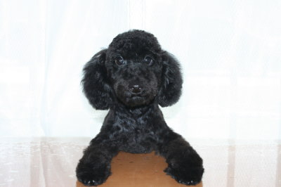 トイプードルブラック(黒色)の子犬オス、生後4ヶ月画像