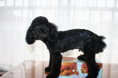 トイプードルブラック(黒色)の子犬オス、生後4ヶ月画像