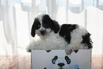 トイプードル白黒パーティーの子犬メス、生後2ヶ月画像