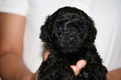 トイプードルブラック(黒色)の子犬メス、生後4週間画像