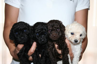 トイプードル子犬、ブラックオスメスブラウンオスホワイトメス、生後4週間画像