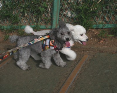 トイプードルシルバーとホワイトの成犬メス多頭飼い画像