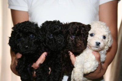 トイプードル子犬、ブラックオスメスブラウンオスホワイトメス、生後5週間画像