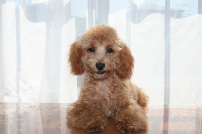 トイプードルアプリコットの子犬、生後５ヶ月画像