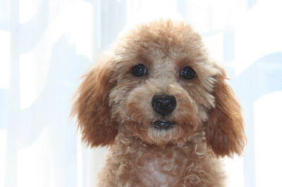 トイプードルアプリコットの子犬、生後５ヶ月画像