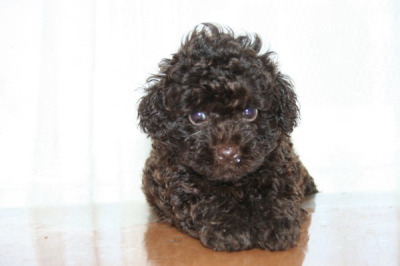 トイプードルブラウンの子犬オス、生後6週間画像