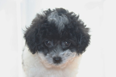 トイプードル白黒パーティーの子犬オス、生後2ヶ月画像