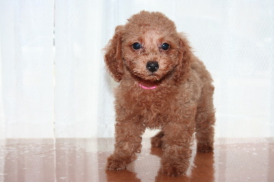 トイプードルレッドの子犬メス、生後2ヶ月画像