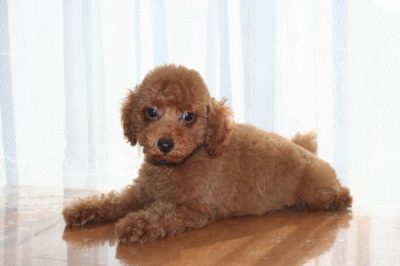 トイプードルレッドの子犬オス、生後2ヶ月画像