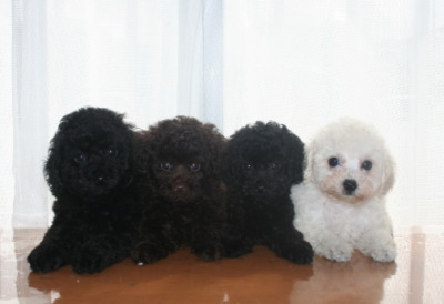 トイプードル子犬、ブラックオスメスブラウンオスホワイトメス、生後7週間画像
