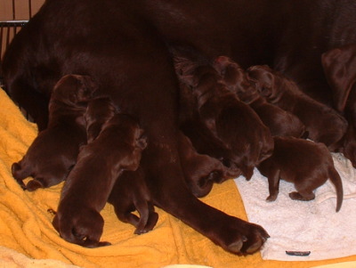 ラブラドールチョコレート色(チョコラブ)の子犬オスメス、生後3日画像