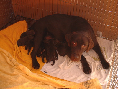 ラブラドールチョコレート色(チョコラブ)の子犬オスメス、生後3日画像