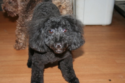 トイプードルブラック(黒色)成犬メス画像