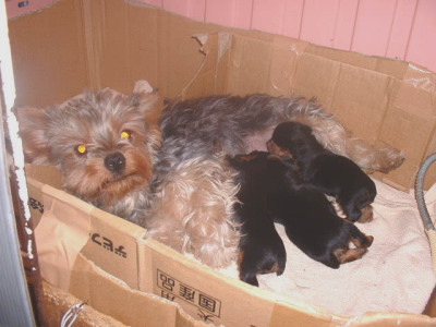 ヨークシャテリアの子犬オス2頭メス1頭、生後3週間画像像