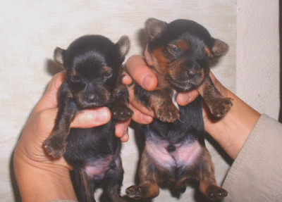 ヨークシャテリアの子犬オス2頭メス1頭、生後3週間画像