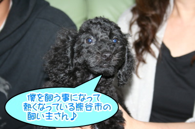 トイプードルブラック(黒色)の子犬オス、生後2ヶ月画像