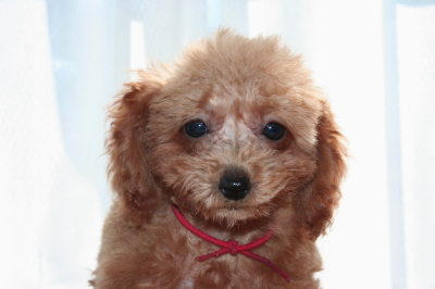 ティーカッププードルレッドの子犬メス、生後2ヶ月画像