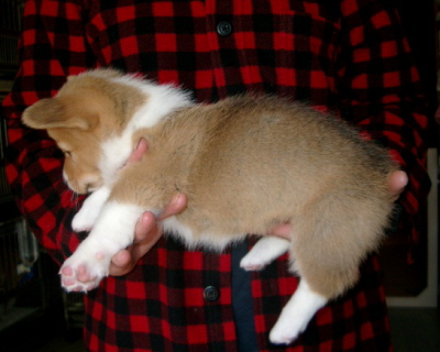ウェルシュコーギーレッド＆ホワイの子犬メス、生後1ヶ月過ぎ画像