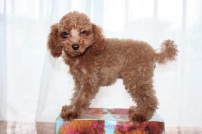 トイプードルレッドの子犬オス、生後3ヶ月画像