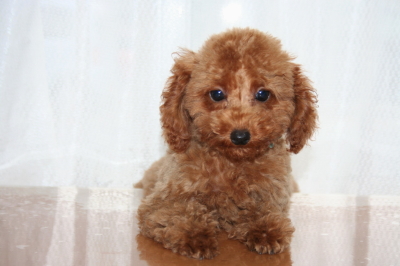 トイプードルレッドの子犬オス、生後3ヶ月画像