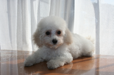 トイプードルホワイト(白色)の子犬メス、生後2ヶ月半画像