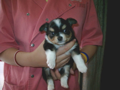 チワワロングブラックタンホワイトの子犬オス、生後1ヶ月画像