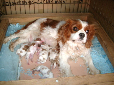 キャバリアブレンハイムの子犬オス3頭メス2頭、生後1週間画像