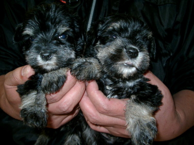 ミニチュアシュナウザーブラック＆シルバーの子犬オスメス、生後1ヶ月画像