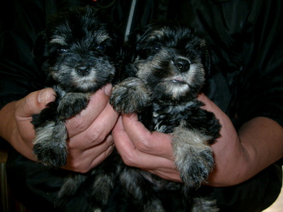 ミニチュアシュナウザーブラック＆シルバーの子犬オスメス、生後1ヶ月画像