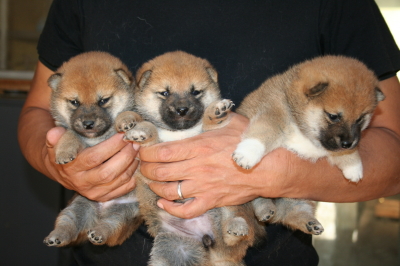 柴犬茶色(赤)の子犬オス1頭メス2頭、生後1ヶ月画像