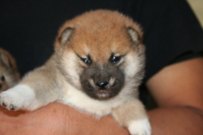 柴犬茶色(赤)の子犬オス、生後1ヶ月画像