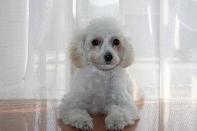 トイプードルホワイト(白色)の子犬メス、生後3ヶ月画像