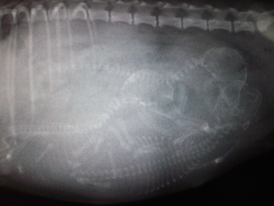 トイプードル妊娠犬(レッド)のレントゲン画像