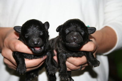 トイプードルシルバー(グレー)の子犬オス2頭、生後1週間画像