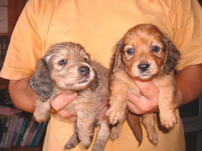 ミニチュアダックスの子犬、シェイデッドクリームオスとレッドのメス、生後45日画像