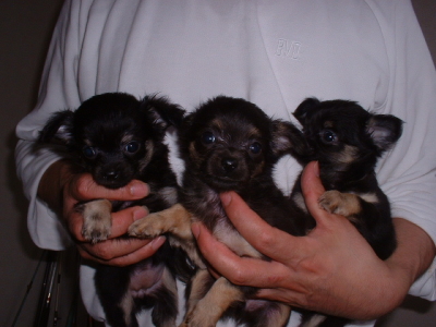 チワワロングブラックタンの子犬オス1頭メス2頭、生後45日画像