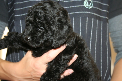 トイプードルブラック(黒色)の子犬メス、生後50日画像
