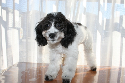 トイプードル白黒パーティーの子犬オス、生後５ヶ月画像
