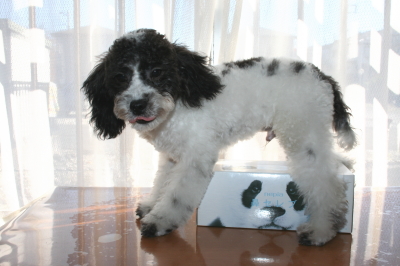 トイプードル白黒パーティーの子犬オス、生後５ヶ月画像