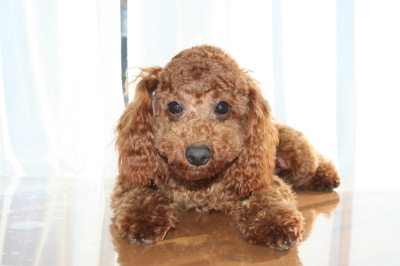トイプードルレッドの子犬オス、生後８ヶ月画像