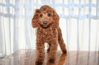 トイプードルレッドの子犬オス、生後８ヶ月画像