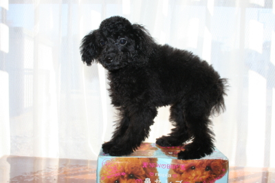 トイプードルブラック(黒色)の子犬メス、生後4ヶ月画像