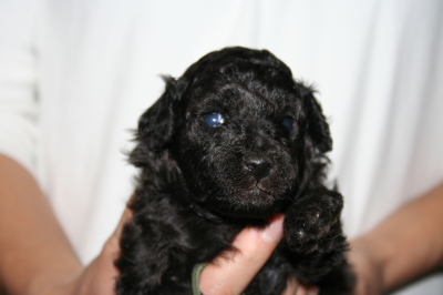 トイプードルシルバー(グレー)の子犬オス、生後3週間画像