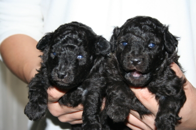 トイプードルシルバー(グレー)の子犬オス2頭、生後3週間画像