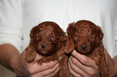 トイプードルレッドの子犬オス2頭、生後3週間画像