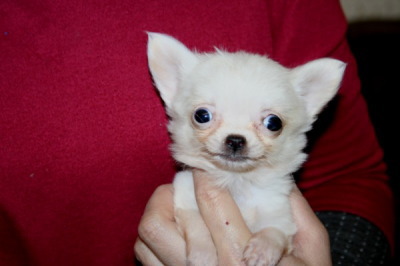 チワワロングクリーム(ホワイト)の子犬メス、生後50日画像