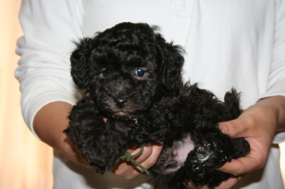 トイプードルシルバー(グレー)の子犬オス、生後5週間画像