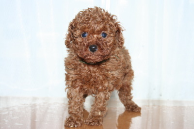 トイプードルレッドの子犬オス、生後6週間画像