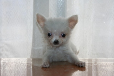 チワワロングクリーム(ホワイト)の子犬メス、生後2ヶ月画像